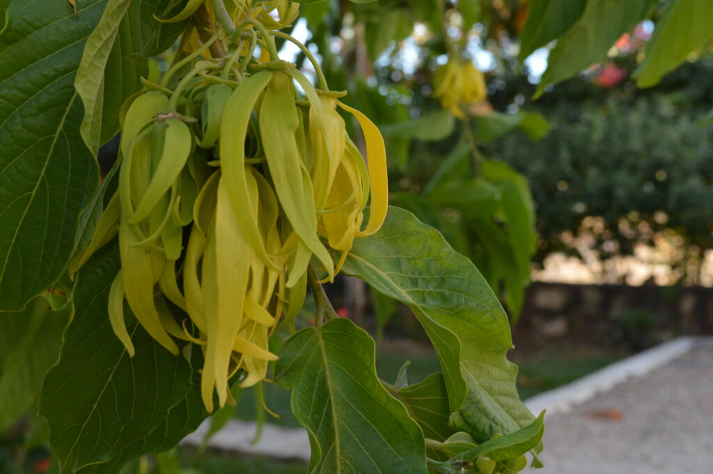 Ylang Ylang